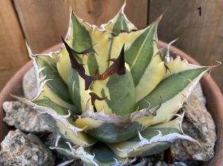 Agave Titanota ‘snaggle Tooth’ Rare Variegated Succulent 1
