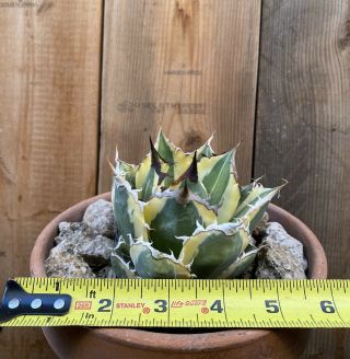 Agave titanota ‘Snaggle Tooth’ Rare variegated succulent 1 2