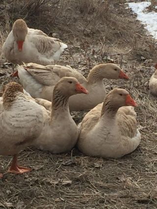 4 Buff Geese Goose Hatching Eggs Rare