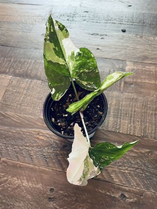 Variegated Syngonium Podophyllum Rare Aroid Philodendron Monstera Rooted Cutting