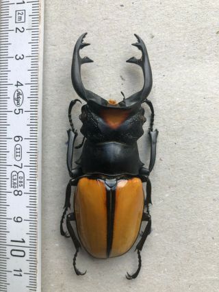Lucanidae,  Odontolabis Yasuokai,  Sumatra,  Giant,  Very Rare,  83 Mm,  A1