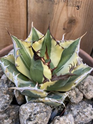 Agave Titanota ‘snaggle Tooth’ Rare Variegated Succulent 3