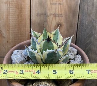 Agave titanota ‘Snaggle Tooth’ Rare variegated succulent 3 2