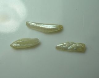 3 Very Rare Natural Wing Pearls Tennessee River Uncultured Freshwater Mussel