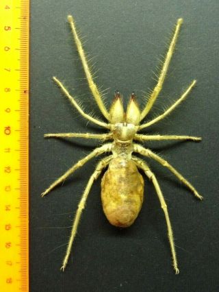 Giant Solifugae Camel Spider,  Sp.  2,  Fat Female Sudan Top Rare,  Exclusive
