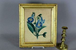 Rare 19th C American Water Color Theorem Of Blue Flowers Signed " Julia Phelps "