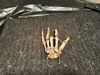 Real Human Skeleton Hand Medical Articulated Cool Rare