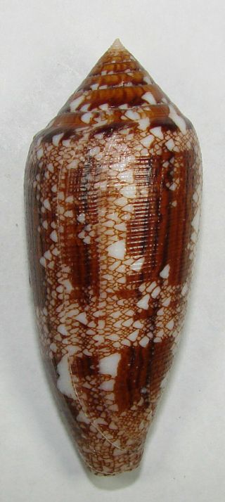 Conus Aureus 65.  24mm Choice Rare Specimen Olango Island,  Philippines