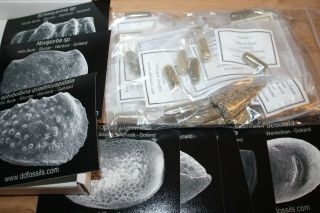 Silurian Gotland 10 Matrix Microfossil Samples Ostracod Brachiopod Fossils Rare