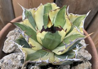 Agave Titanota ‘snaggle Tooth’ Rare Variegated Succulent C