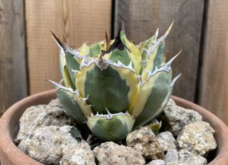Agave titanota ‘Snaggle Tooth’ Rare variegated succulent C 2