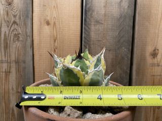 Agave titanota ‘Snaggle Tooth’ Rare variegated succulent C 3
