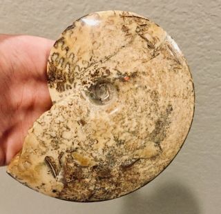 Rare Montana Fossil Ammonite Placenticeras Sp Cretaceous 5 Inch W Iridescence