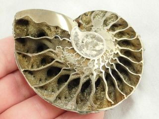 A Big Very Rare Polished Iridescent Pyrite Ammonite Fossil Russia 76.  9gr