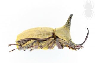 Dynastinae,  Lycomedes Bubeniki,  Ecuador,  Rare 33 Mm