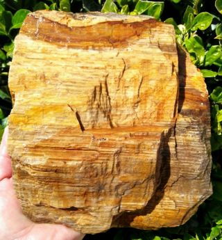 Rare Non Cut Stinking Water Petrified Wood Gold Oak Rings Buchanan Oregon 10lbs