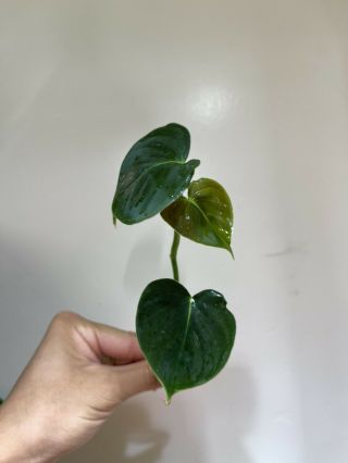 Philodendron Lupinum Top Cutting - Rare Aroid