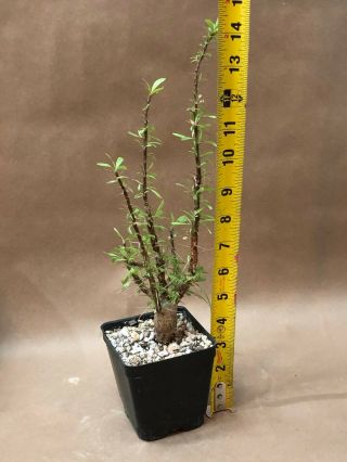 Fouquieria Purpusii,  Hard Grown from seed,  Rare Caudex Ocotillo 2
