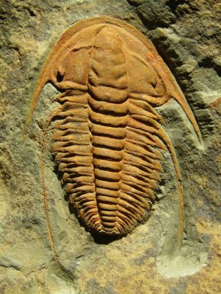 And Rare Trilobite.  Hamatolenus Vincenti Cambrian.  Morocco.  Nºts7