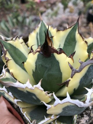 Agave titanota ‘Snaggle Tooth’ Rare variegated succulent D 2