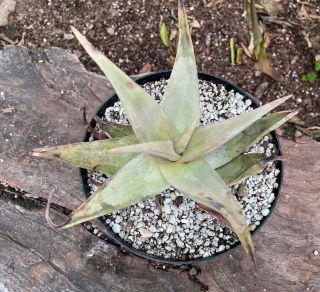 Big & Rare A,  Aloe Dhufarensis Aka Dhofar Aloe Slow Growing Yemen