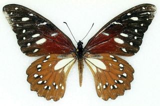 P Insect Butterfly Moth Papilionidae Papilio Rex - Rare Female 2 - Congo
