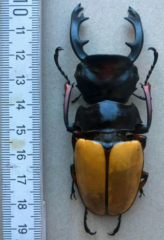 Lucanidae,  Odontolabis Femoralis Waterstradti,  N.  - Borneo,  Rare,  Giant,  89 Mm