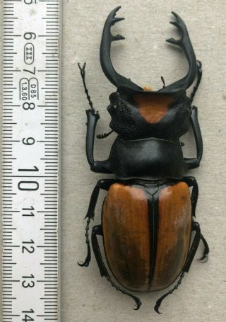 Lucanidae,  Odontolabis Yasuokai,  Sumatra,  Giant,  Very Rare,  82 Mm