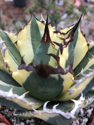 Agave titanota ‘Snaggle Tooth’ Rare variegated succulent C 3