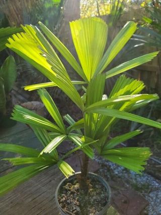 Lanonia Licuala Spinosa " Yal - Braal " Mangrove Palm Rare Leaf Variety 1 Gal Size