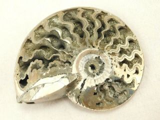 A Big Very Rare Polished Iridescent Pyrite Ammonite Fossil Russia 97.  1gr