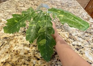 Rare Philodendron Ring Of Fire Aroids Tropical Indoor Plant