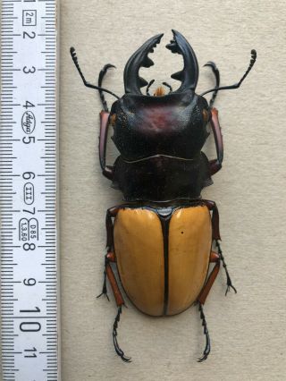 Lucanidae,  Odontolabis Femoralis Waterstradti,  N.  - Borneo,  Rare,  79 Mm,  A1