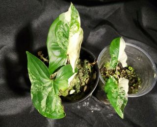 2 Pack Syngonium Albo Varigated 4,  Not Monstera,  Or Philodendron,  Rare,  Aroid