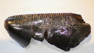 Torvosaurus Partial Tooth Jurassic Rare Theropod Fossil Carnivore