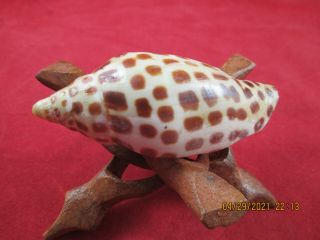 Scaphella Junonia Volute Voluta Rare Florida Seashell Shells Rare