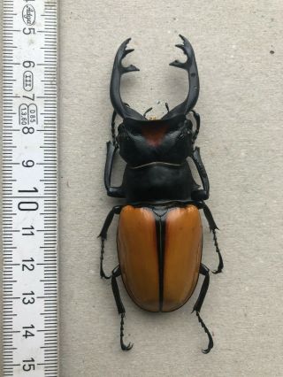 Lucanidae,  Odontolabis Yasuokai,  Sumatra,  Giant,  Very Rare,  84 Mm,  A1