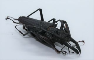 Cerambycidae,  Prioninae,  Psalidognathus Modestus Male Xxl (very Rare) A -