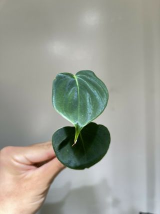 Philodendron Lupinum Top Cut - Rare Aroid