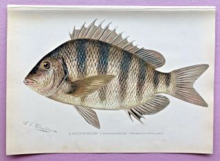 1900 Rare Antique Denton Fish Print Sheepshead Archosarcus Probatocephalus L@@k