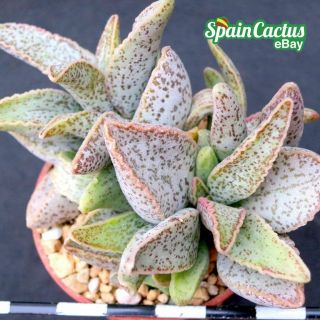 Adromischus " Granite " Rare Succulent Plant 18/4 Clanwilliam Hybrid