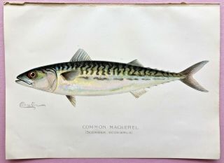 1899 Rare Antique Denton Fish Print Common Mackerel Scomber Scombrus Print