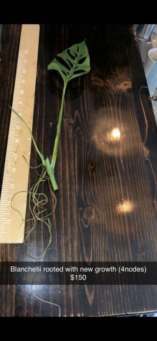Growth Rooted Monstera Adansonii Var.  Blanchetii Very Rare 4 Node Plant