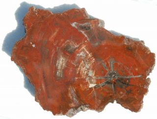 Rare,  Thick,  Polished Utah Permian Petrified Wood Round - End Cut - Dadoxylon