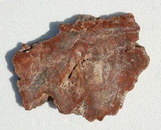 Rare,  Thick,  Polished Utah Permian Petrified Wood Round - End Cut - Dadoxylon 2