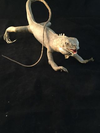Vintage 1940’s Real Stuffed Lizard Reptile Taxidermy Iguana Green 12 Inch Rare