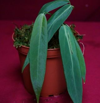 Anthurium Pallidiflorum Rare Strap Leaf Velvet Aroid Plant