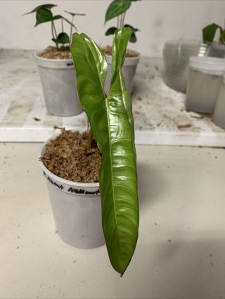 Philodendron " Pinnatilobum " Top Cutting (rare Aroid) Read Item Discription