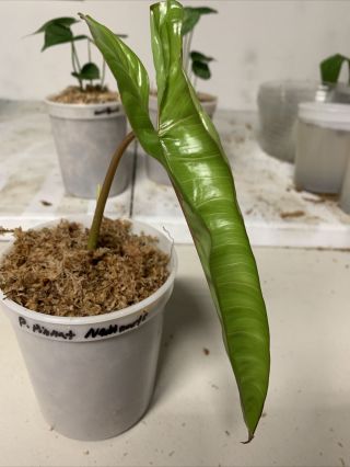 PHILODENDRON 
