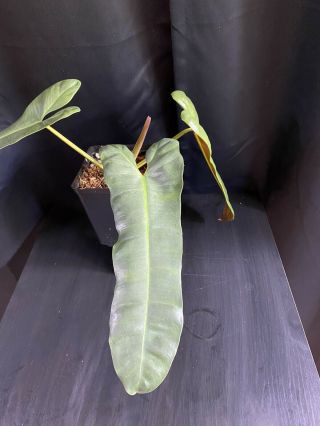 Philodendron Atabapoense 14 Inch Leaves Rare Aroid